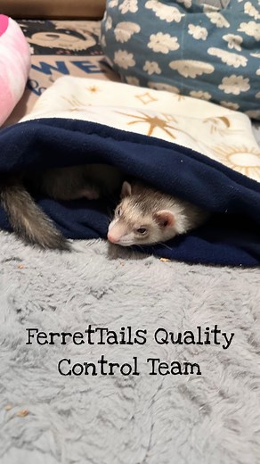 FerretTails Quality Control Beneficiaries 💜 Occasionally fabric comes with imperfections, stains or even small holes, most of the time these things are caught before I ever cut the fabric, but once in a while it’s caught during the final inspection when we’re packing up orders. In these cases, the ferrets normally end up with a new cage liner or accessories. They don’t mind the imperfections, they just like anything soft and cozy 💜 . . . . . . #ferrets #ferretlife #etsypetshop #handmadepetacce