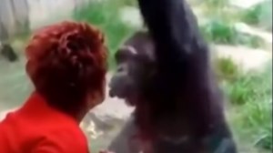 Woman Barred From Visiting Belgian Zoo After Getting A Little Too Intimate With Chimpanzee - Blavity