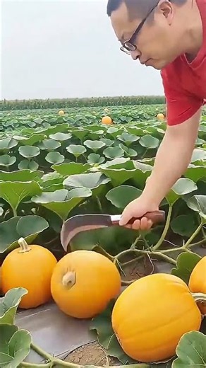 Amazing Pumpkin Harvesting with a Curved Knife | Smart Farming Technique 🌱🎃