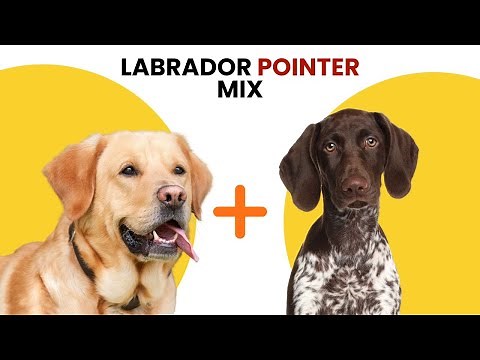 Labrador Pointer Mix AKA Lab Pointer
