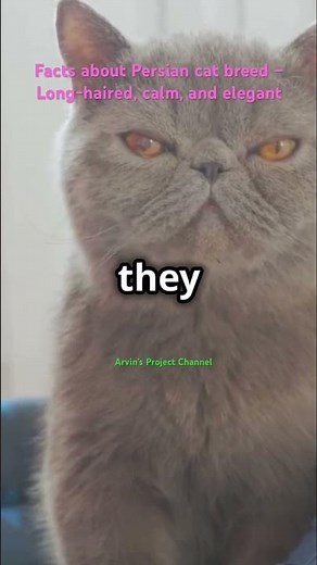 Mind blowing facts about Persian breed cat – Long-haired, calm, and elegant you should know