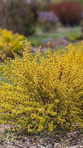 14 reactions | Meet Lucky Devil® Ninebark! New to First Editions® for...