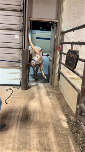 Everyone loves seeing the big guys effortlessly get through the doors, but have you seen the little ones learning the way? Genesis is trying to boogie his way through the door, but it took him a second to figure it out! He went out like a breeze after his struggle on the way in!☺️ #fortworthtexas #fortworthlivestockshow #longhorncattle #texaslonghorns #longhorns