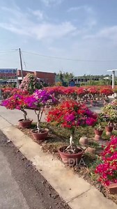 Làng hoa giấy đẹp nhất Bến Tre quê tôi❤ --- N | Bến Tre Tôi Yêu