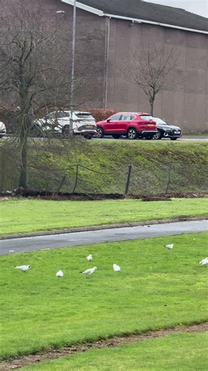 Beautiful creatures 🤍💛