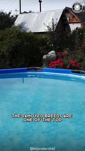 The Fluffiest Cloud: Discover the Samoyed Breed