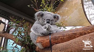 September is Save the Koala Month, a time to pay tribute and acknowledge this iconic native species. Before the devastating bushfire season koalas were already suffering due to excessive land clearing and deforestation of their natural habitat - leaving them with no place to call home. Taronga is working alongside a range of conservation groups to help change the trajectory of koala populations and is grateful for the ongoing support from Citi Australia. Tune in to a very special Taronga TV epis