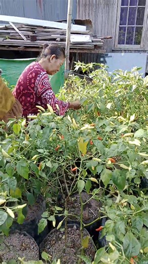 kita lg Penen cape atau lombok #vidio #vod | Nur Hikmah