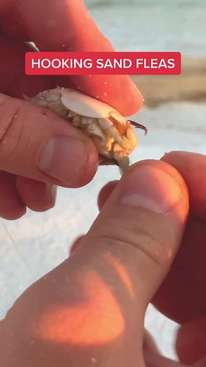 How to hook SAND FLEAS!! #surffishing #bigfish #beachfishing #sandfleas #sandflea #sandcrabs #fishin #fishtok
