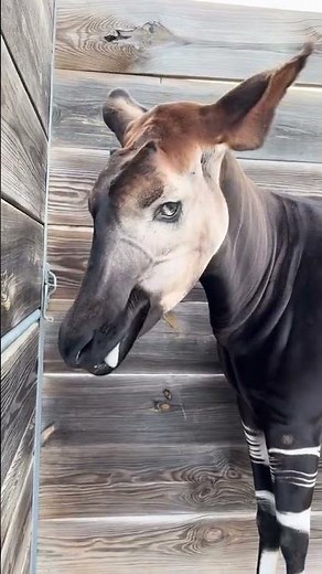 World Okapi Day #okapi #respectwildlife