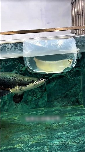 Monster Battle: Arapaima vs Arowana! #shorts #viral #arowana #arapaima #fish #fishing