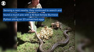 Two massive mama pythons, dozens of hatched and unhatched eggs discovered in Florida