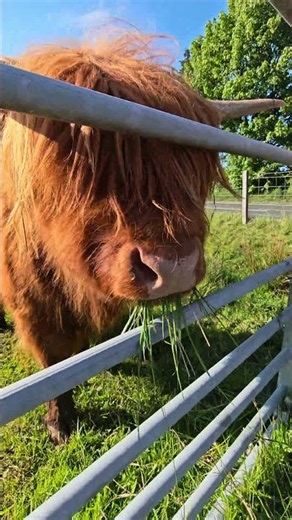 Beautiful scottish highland cows. #highlandcow