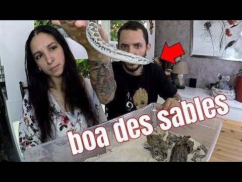 Petit Boa des sables avec Madame Snake !