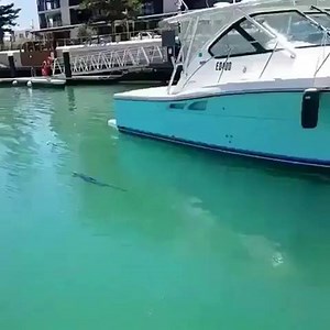 108K views · 800 reactions | Check out this Awesome Baby Swordfish in shallow waters! | Fishingfins | Facebook