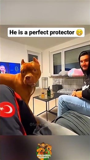 Dogs Being Dramatic for Absolutely No Reason 🎭😂