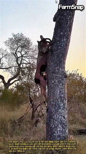 나무 위로 먹이를 올리려는 표범의 도전 #farm #animal #leopard #impala #safari