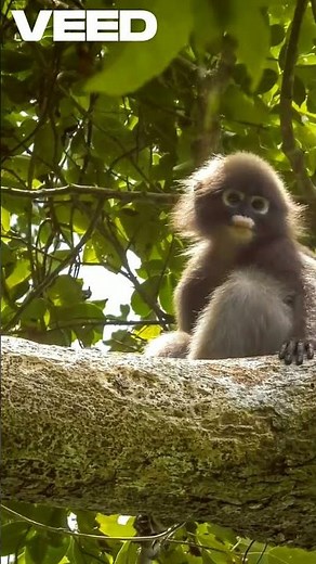 Unlocking Our Evolution: Why Humans Lost Tails