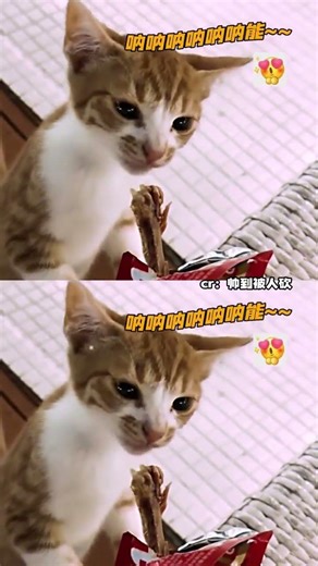 Discover the Magic: A Kitty's Red House Adventure