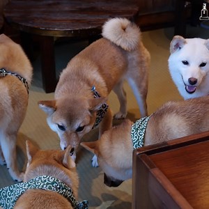 1.9M views · 15K reactions | Japan's Shiba Inu Dog Cafe is Heaven on Earth  | Hachiko District | Facebook