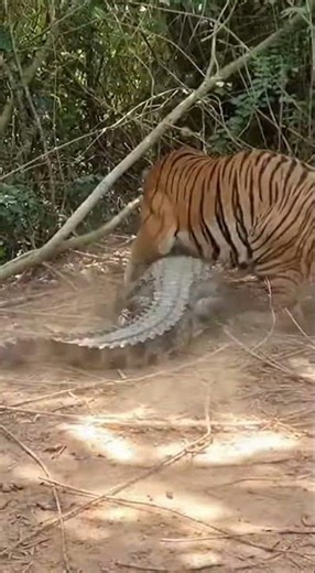 Epic Jungle Clash: Tiger vs. Crocodile Showdown! #Tiger #shorts
