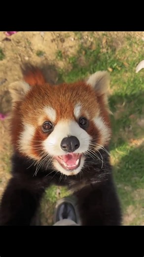 The Cutest Red Panda Ever 🐼🍎