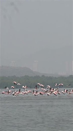 THOUSANDS OF FLAMINGOS flying 🦩