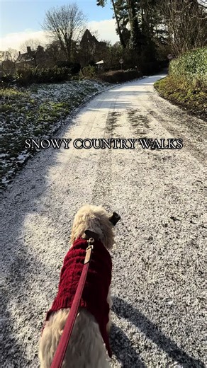 Nothing beats that crisp air country walk feeling in the snow #muchwenlock #country #shropshire #walking #cockapoo