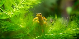 Eastern newt
