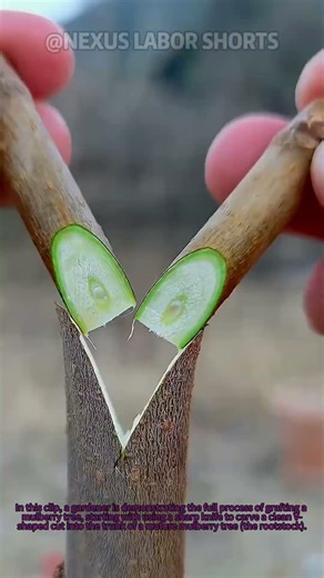 Step-by-Step Mulberry Tree Grafting Tutorial | #Grafting
