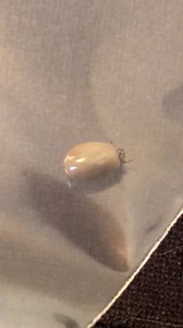 88K views · 62 reactions | VIDEO 濫 This engorged tick was stuck to a dog over the weekend in Nashville. Make sure to check your pets after they go outside! https://bit.ly/3uoq0rr | WZTV FOX 17 News, Nashville | Facebook