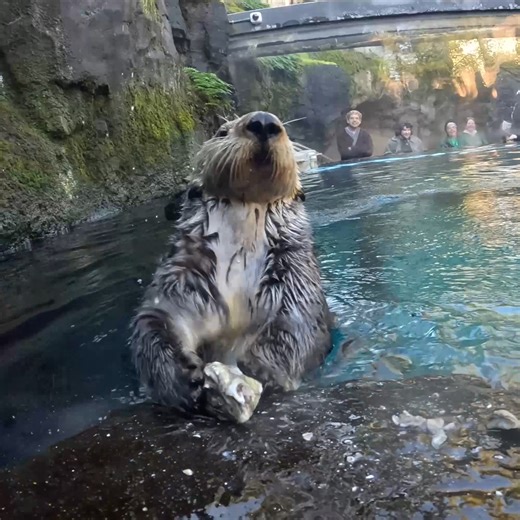 Happy otterversary Juno! She joined the sea otter family 11 years ago, after being found as an orphan and rescued by Monterey Bay Aquarium | Oregon Zoo