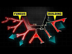 How Airports & Megastructures Grow Like Fungus