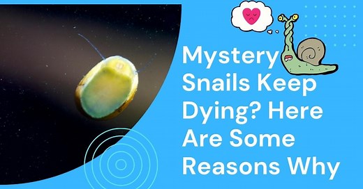 Mystery Snails Keep Dying? Here Are Some Reasons Why