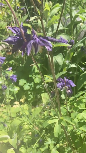 Busy buzzing bees at work! 🐝🐝🌻🌻🌻#bumblebee #gardeninspiration #gardening #mybackyard #polinators | Backyard Diva