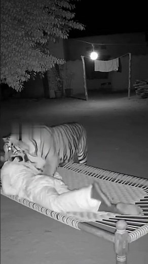 Terrifying CCTV Footage: Tiger Enters Village Courtyard at Night and Drags Man Away