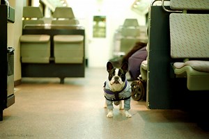 Permission to Ride: A Guide to Dog-Friendly Public Transportation