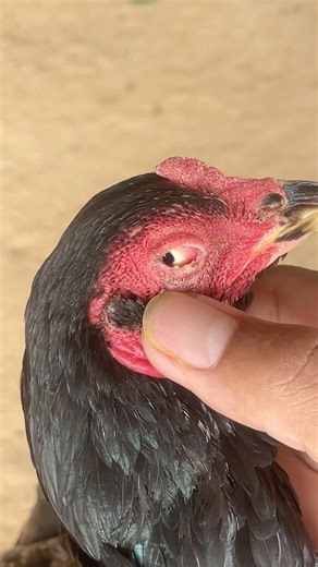 Treating chickens with eye pain #youtube #youtubeshort #shorts #video