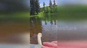 Trumpeter swan released into lake in Washington