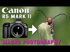 Canon R5 Mark II Macro photography Bugs up close with the Tamron SP 60mm Macro Lens