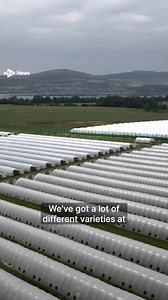 Scotland’s soft fruit farms are experiencing a bumper season with berry yields almost doubling compared to 2024. https://i.stv.tv/4fmKFoE | STV News