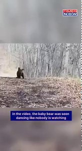 Internet Falls In Love With Baby Bear Dancing In Forest #DancingBear #Adorable #ViralVideo #News #TimesNow #TimesNowNews | TIMES NOW