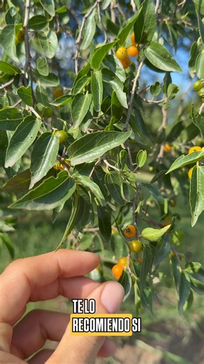 Celtis Tala! El árbol nativo que ordenaban talar! #tala #fblifestyle #nativo #árbol | Planeta Jardín y Animales