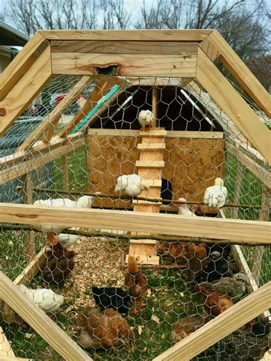 Diseños de Gallineros para Proteger a las Aves