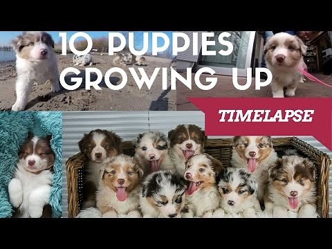10 Puppies Growing up! | Australian Shepherds Timelapse