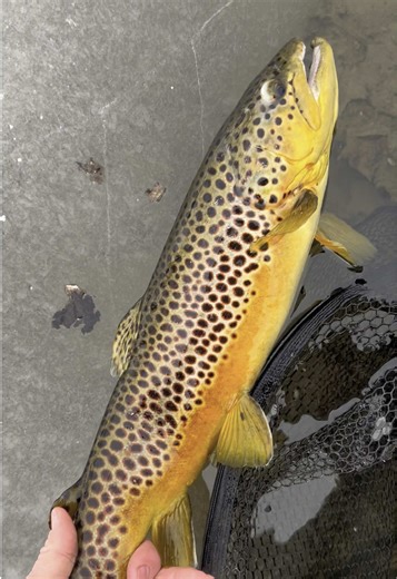 Exploring Colorful Fly Fishing Techniques