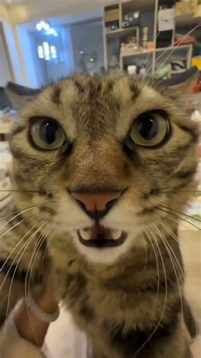 cat video ! cat voice ! cat sound ! cat meowing #shorts​ #short​ #youtubeshorts​ #cat​ #cats​