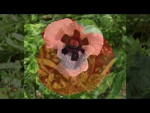 The world of poppies & how to grow oriental poppy / ladybird poppy
