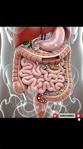 👀 “Anatomical Illustration of Human Digestion 🦠🥗‪@Healthyhunak‬ #health #viral #facts