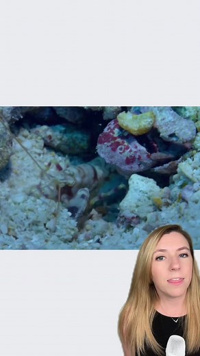 This little shrimp needs a friend, and he has a lot to offer! 🦐 Luckily, a goby fish nearby also needs a friend - and someone to make a home for him. He’s happy to work as a guide fish and guard in return ❤️ This symbiotic relationship is seen between pistol shrimp and goby fish all the time! 📸 Jay83Pee / LoveNature #shrimp #goby #marinelife #oceanlife #goodnews | That Good News Girl